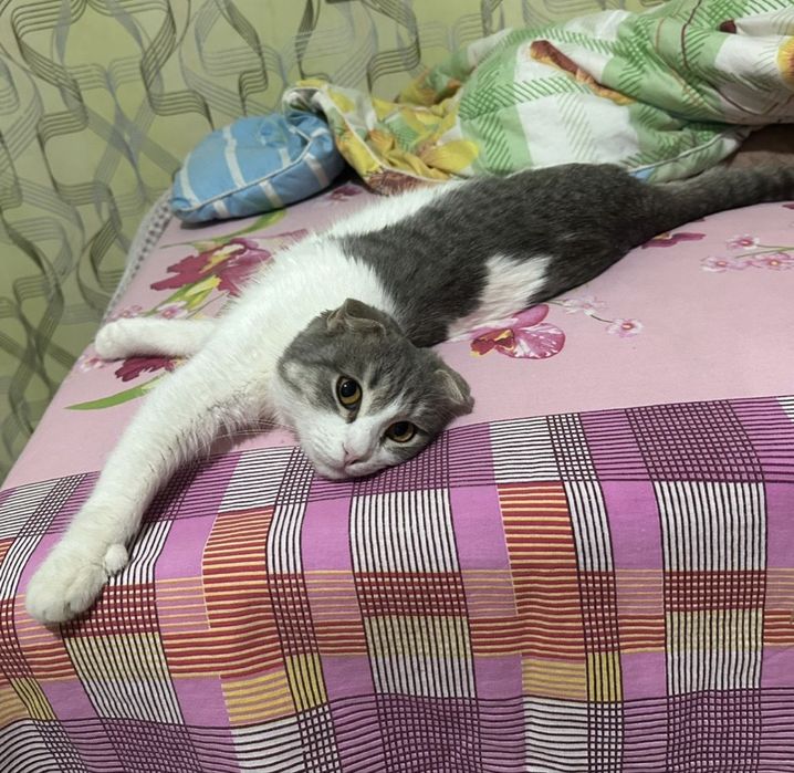 Ищем кота для вязки