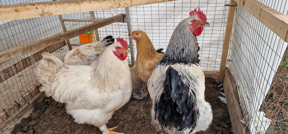 Хўроз (xo‘roz, петух) сотилади