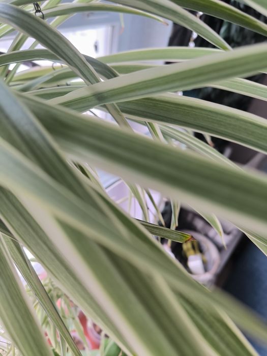 Хлорофитум варигатный комнатный