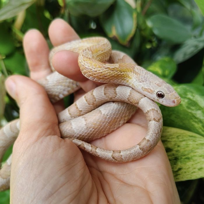 Змеи разные виды