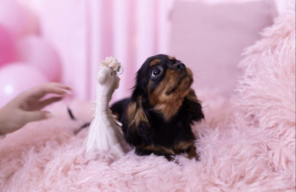 Кавалер кинг Чарльз спаниель мальчик мини