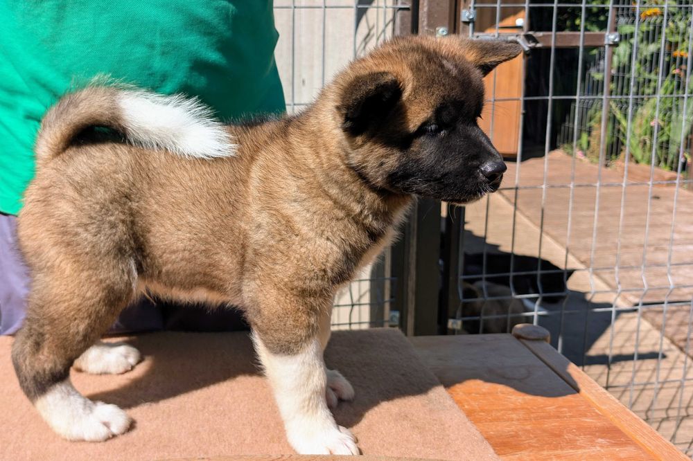 Mascul Akita American cu sânge premium - din linie de campion mondial