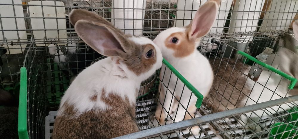 Iepuri Hycole Francez F2,  2.5 luni 3kg