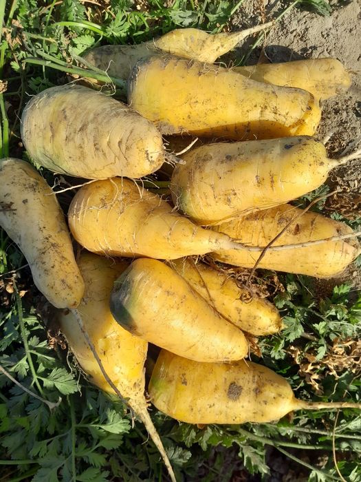 Sariq sabzi sotiladi yigirma ikki tonna sifatli sabzi xaltalangan