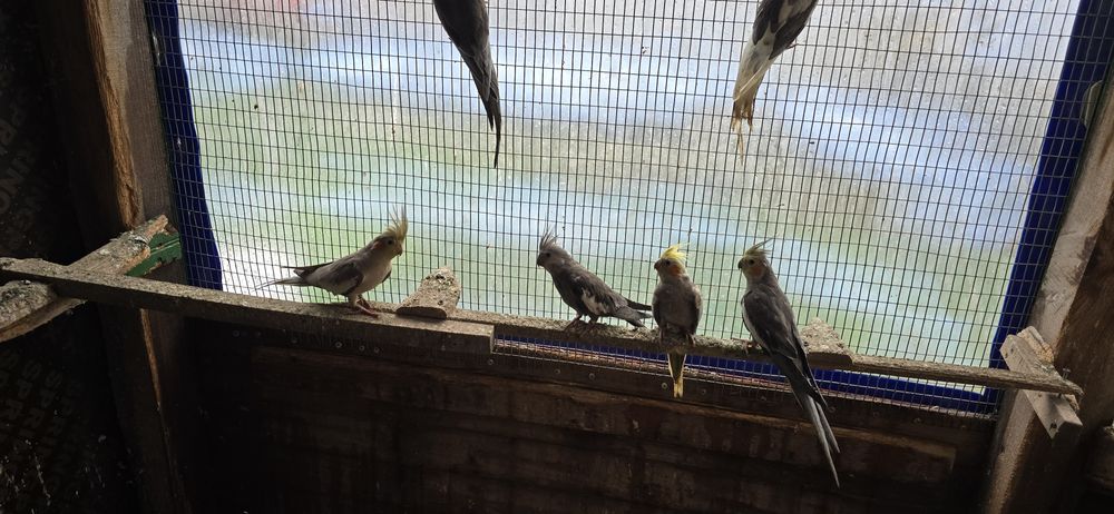 Александри монаси неразделки и др видове папагали