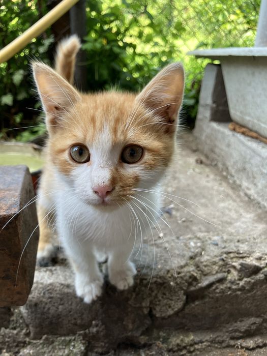 Подаряват се котенца