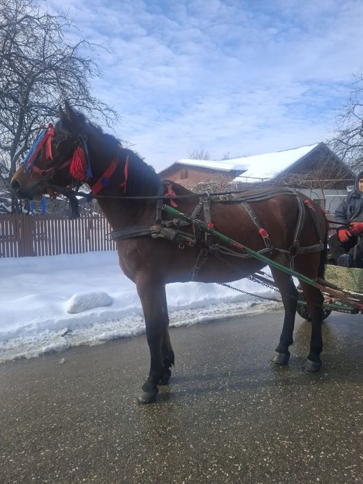 Vând IAPĂ de 4 anii