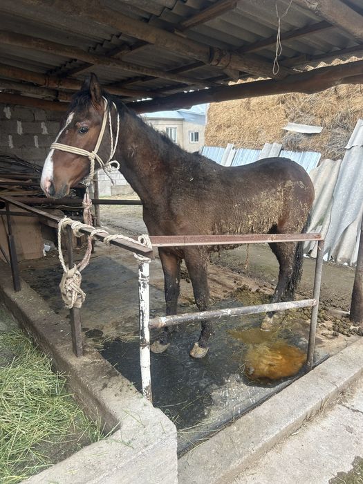 Кунан шыкпа сатылады