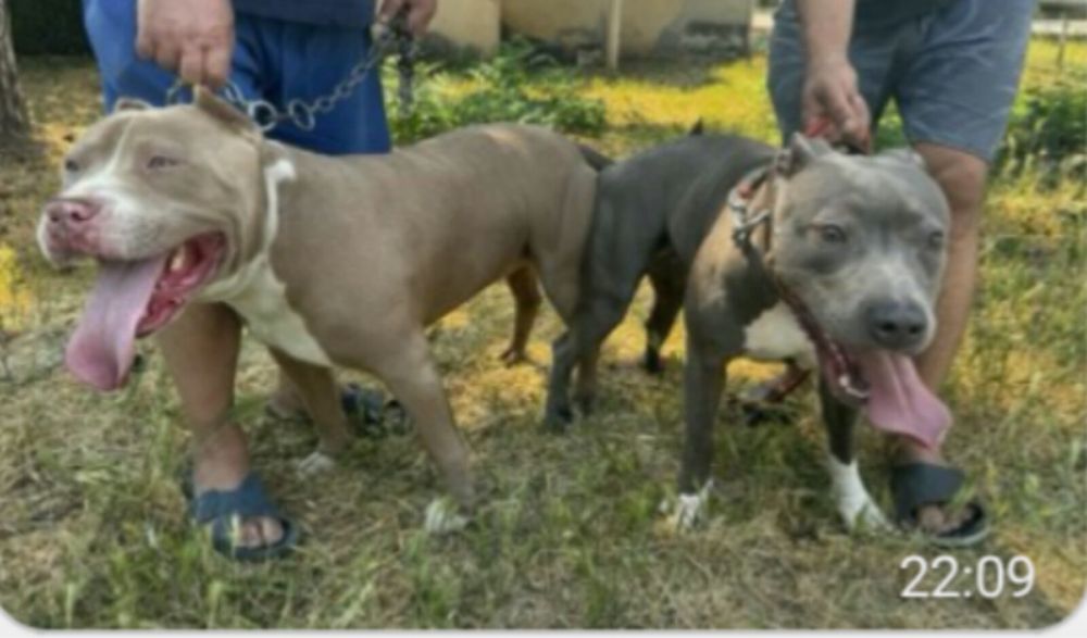 Продавам малки питбулчета