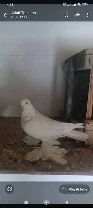 Голубей гребля тяга