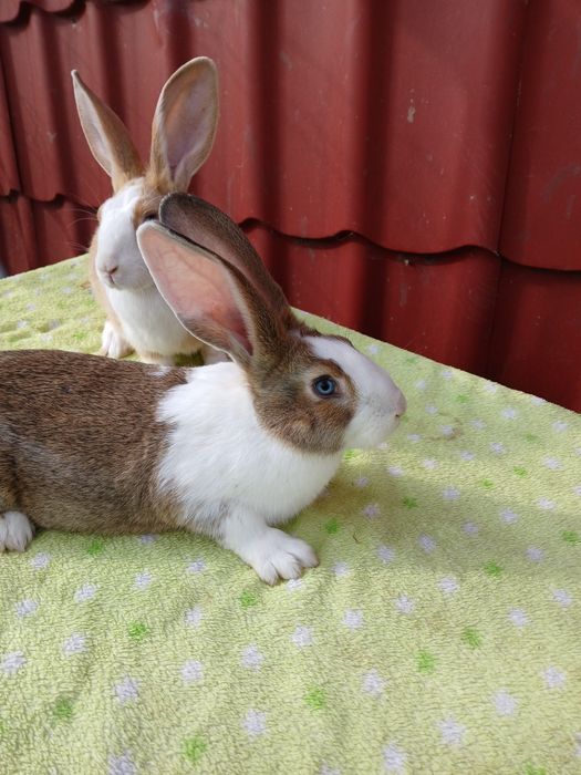 Iepure Hycole Francez