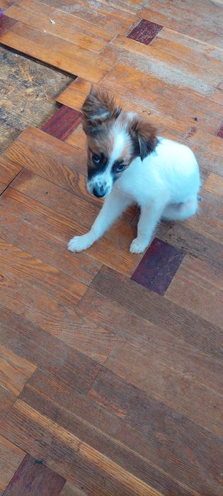 Щенок мальчик.3 месяца.