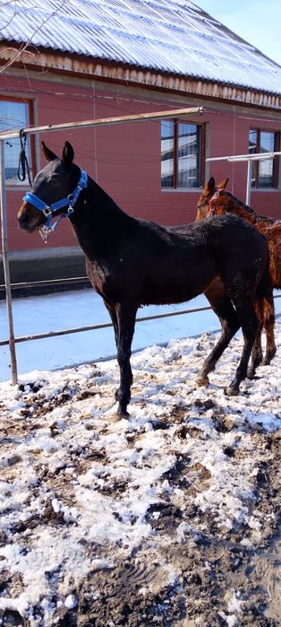 Продам жеребёнка кабылку