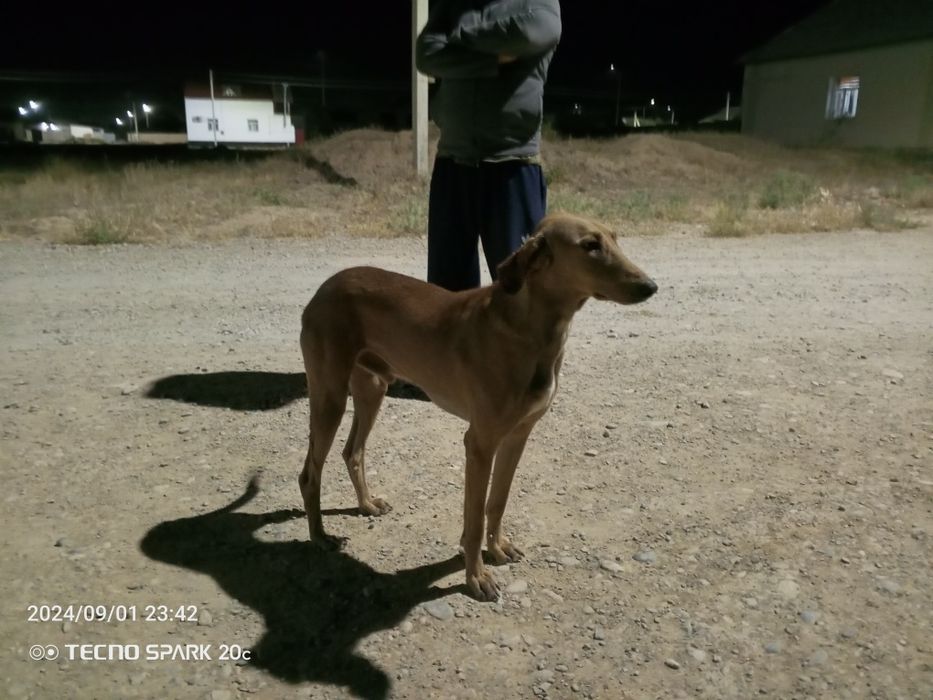 Дүрек Тазы сатылады