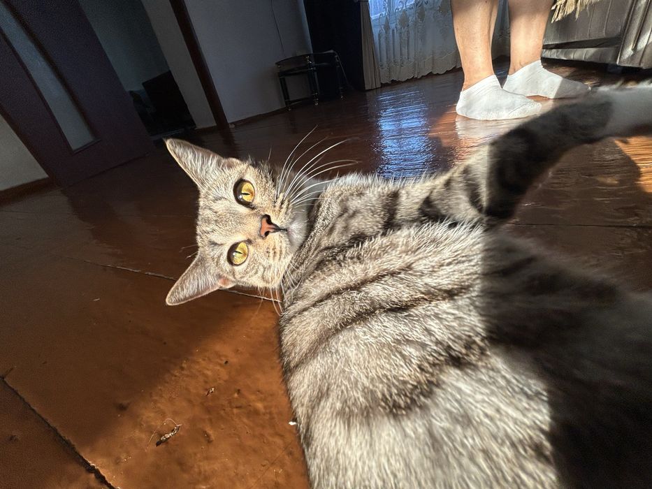 Ищем кота для вязки