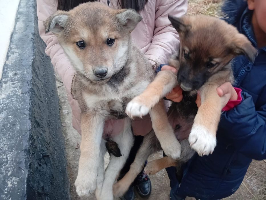 Сибирская лайка 1 месяц