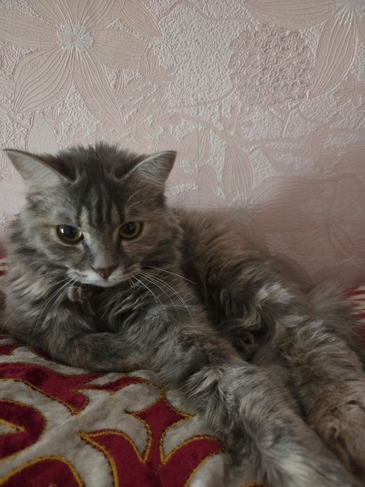 Котенок, митис сибирской, 8 мес