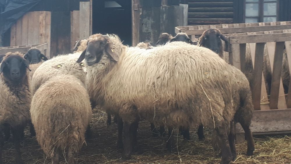 Vand sau Schimb berbec în vîrstă de 2 ani cu altul de aceeași rasă dar