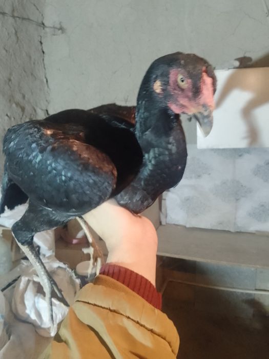 Жожа мокйонла сотилади кора тойла