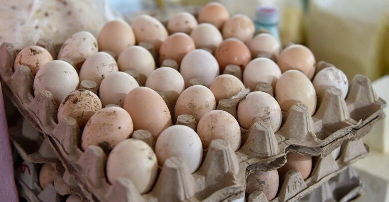 Курица Несушка хайсекс