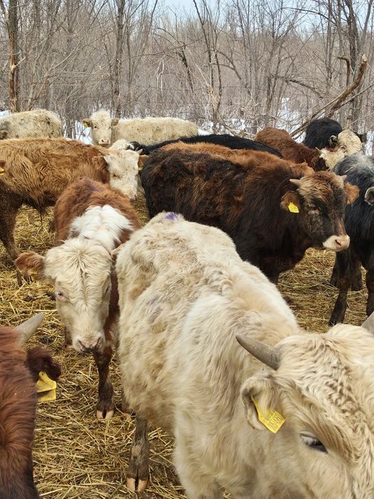 Продам Бычков породы гелефорд