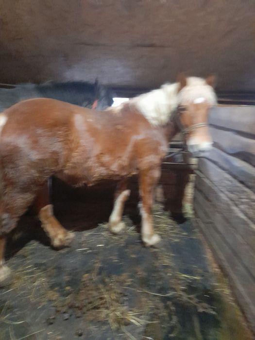 Vand 2 manze 10-11 luni