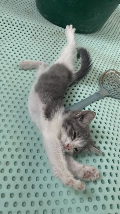 Котенок возраст 1 месяц