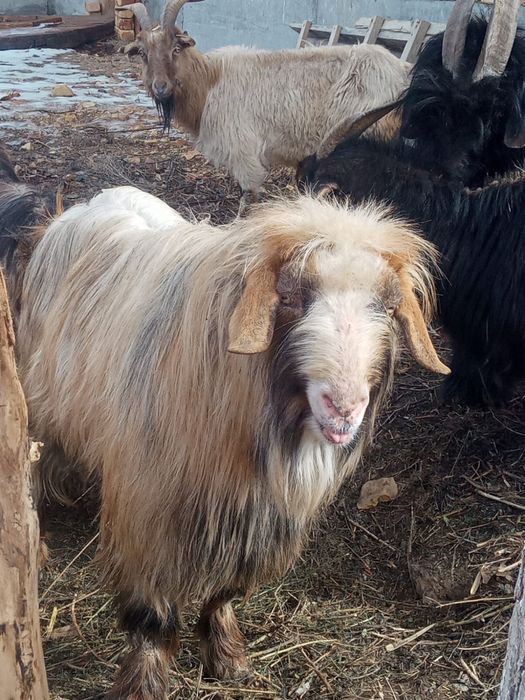 Сатылымда Текелер бар  ақ,қара