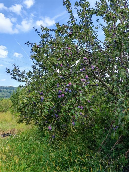 Prune anaspet, pentru masa, gem, țuica , pentru cunoscătoi