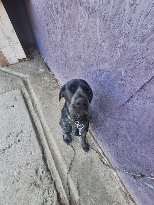 vand caine pentru trufe