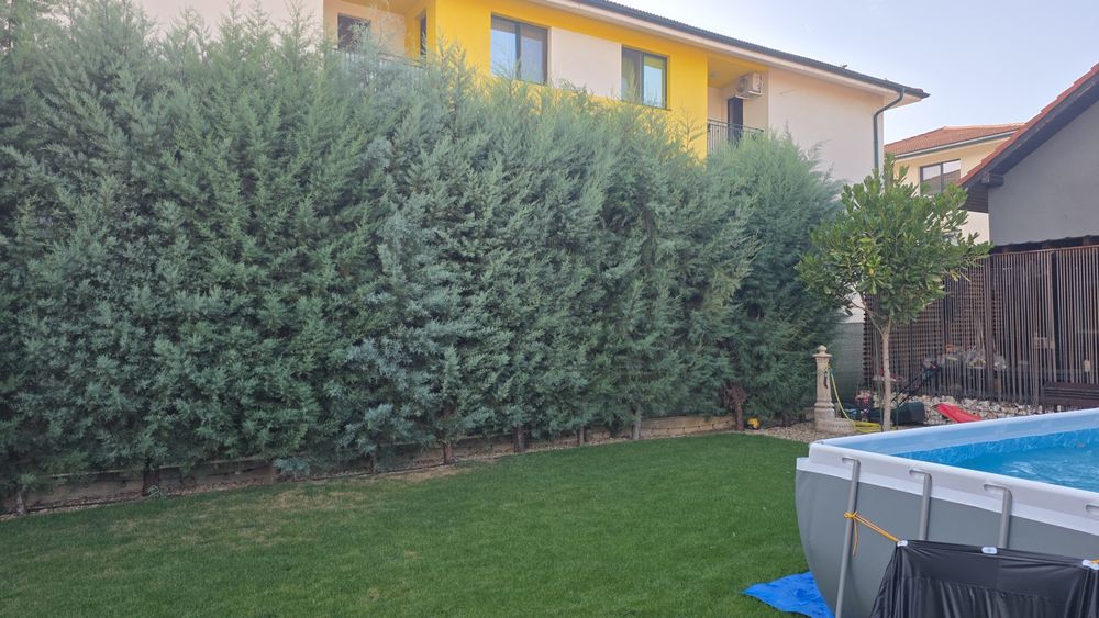 Cupressus Arizonica Fastigiata