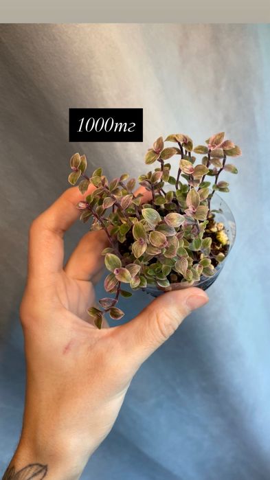 Комнатные растения