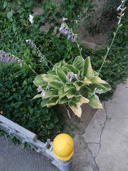 Продаю многолетние цветы