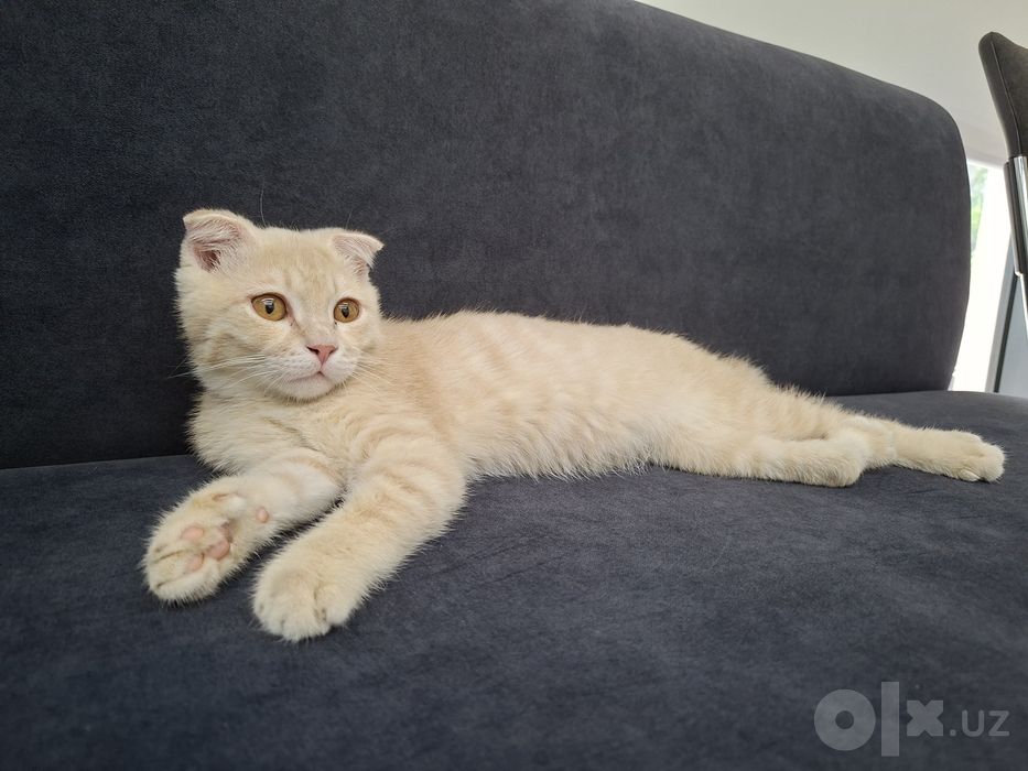 Котенок скоттиш фолд хромой