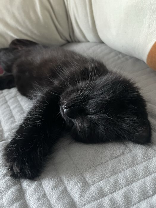 Отдам Котёнка девочку, к лотку приучена