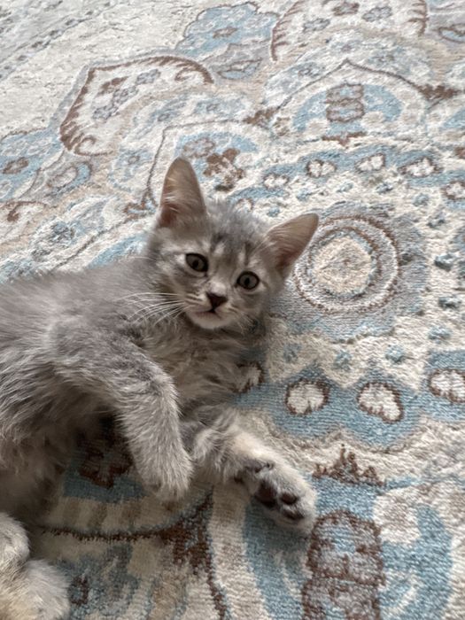 Кошки вислоухий.