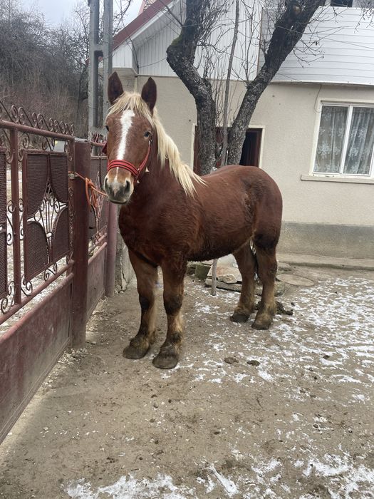 Manz       Armasar!!!