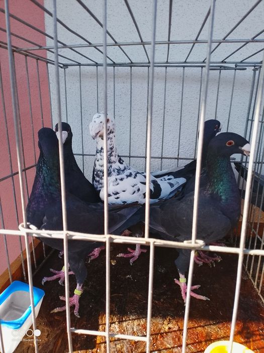 Voiajori germani de frumusete