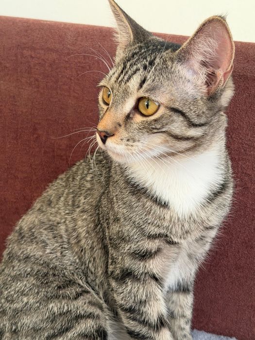 Отдам кота, кошка