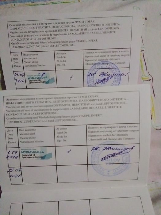 Мальчик девочка спаниэль