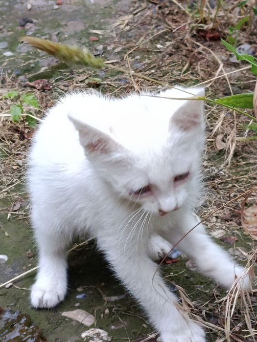 Котик маленький игривый