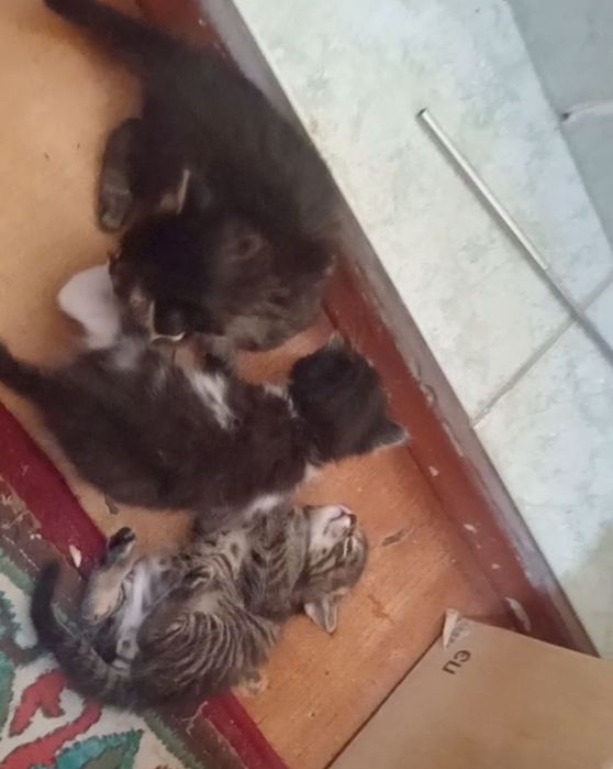 Отдам в добрые руки