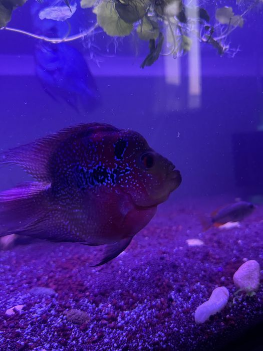 Аквариумные рыбы