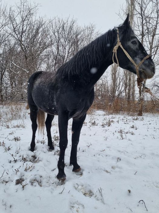 Ат, айғыр, жылқы, жеребец, конь, лошадь