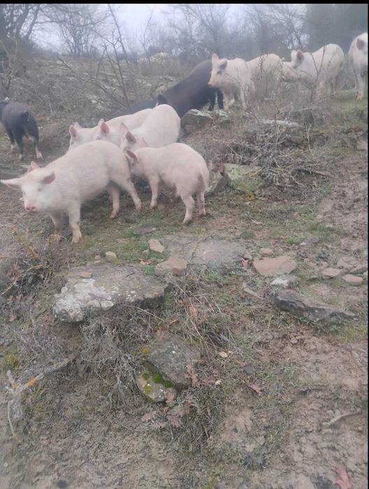 Продавам прасета