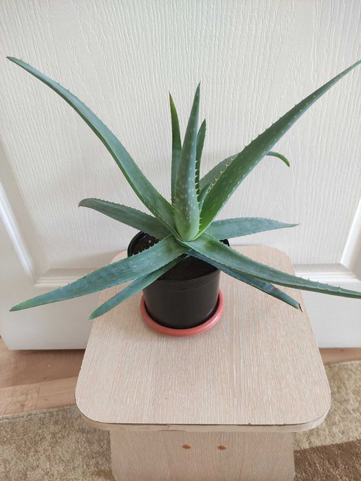 Алоэ лечебное по 1500