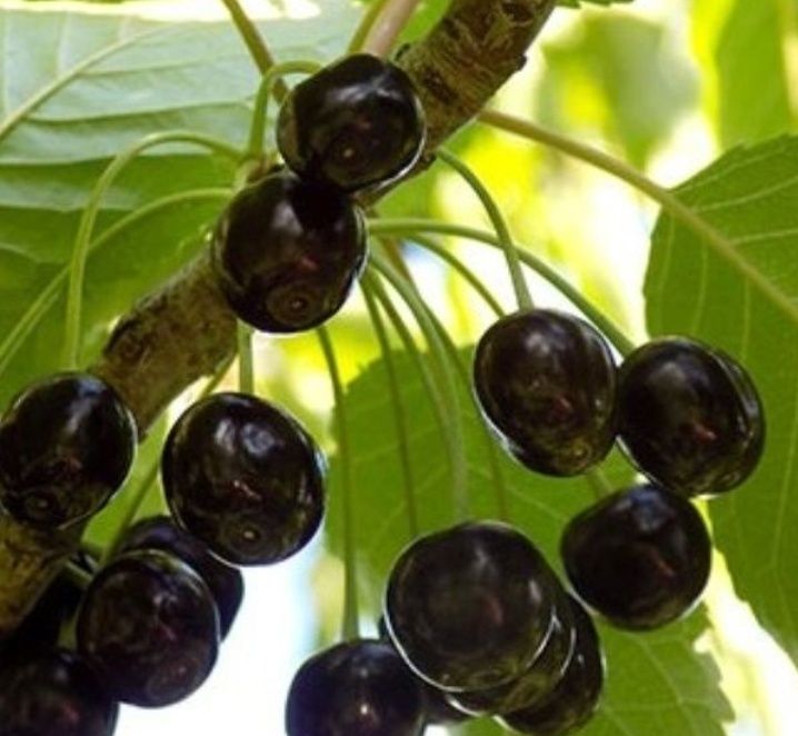 Cires (Amar de Amara )