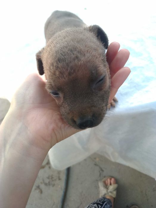 Продаются щенки питбуля цена 300 у.е