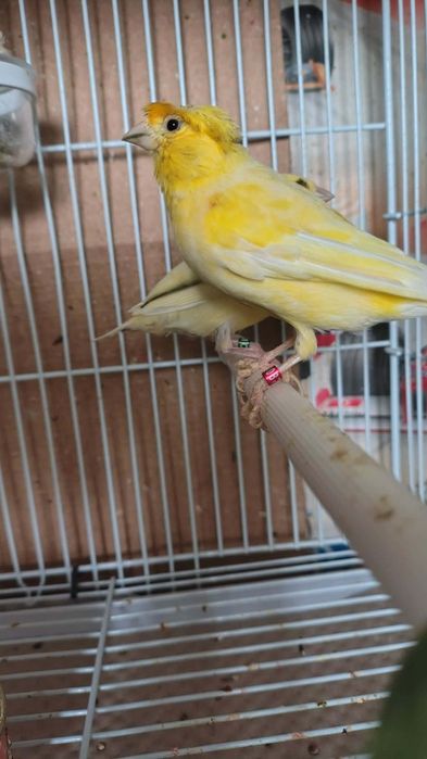 Canari de vanzare