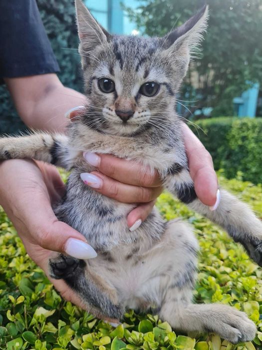 Три котета търсят дом